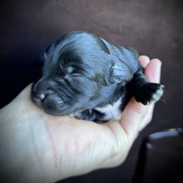 Pepper - Black female Maltipoo puppy in Mulino, Oregon from Boujee Life Depot
