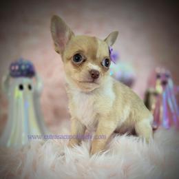 Cobbler - Merle female Chihuahua puppy in Piqua, Kansas from Cute As A Cupcake Chihuahuas