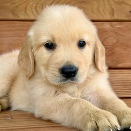 Charles - Light golden male Golden Retriever puppy in Doniphan, Missouri from Stockford’s Golden Retrievers