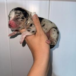 Sarah - Blue merle female Australian Shepherd puppy in Placerville, California from BFF Aussies