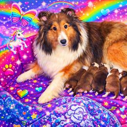 Shetland Sheepdog Puppies from Fawn Lane Shetland Sheepdogs