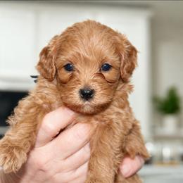 Na - Apricot male Maltipoo puppy in St. Johns County, Florida from Alexander Koval