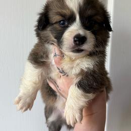 Sunni- full Fluffy - Sable male Pembroke Welsh Corgi puppy in Aberdeen, Washington from Coastal country Farms