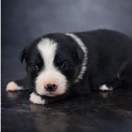 Boy black tri 1 - Black tri male Miniature Australian Shepherd puppy in Danville, Alabama from A&L Farms