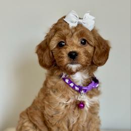 Purple - Red  female Goldendoodle puppy in Hesperia, Michigan from Red Acres Poodles & Doodles