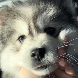 Pomsky Puppies from PomskyParadise