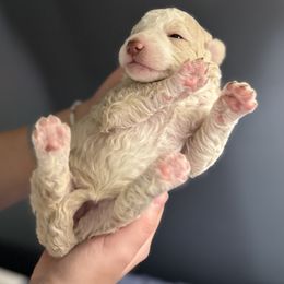 Girl 4 - Cream Double Doodle puppy in Blue Springs, Missouri from Jeanie’s Doodles