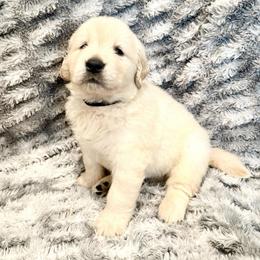 Rubble - Light golden male Golden Retriever puppy in Oregon from Bliss Retrievers