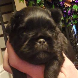 Black tan - Black and tan female Brussels Griffon puppy in Huntsville, Alabama from Tammy's Brussels