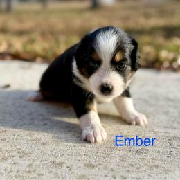 Ember - Black tri female Miniature Australian Shepherd puppy in Austin, Texas from Dripping Springs Mini Aussies