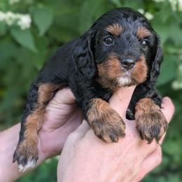 Harvest - Black and tan male Cavapoo puppy in Coshocton, Ohio from Forever Family Puppies