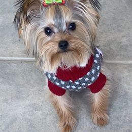 Poodle and Yorkshire Terrier All Grown Up from Granny's Poodles