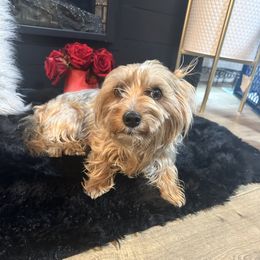 Star - Yorkshire Terrier