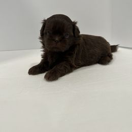 Shih Tzu Puppies from Moore Shih Tzus