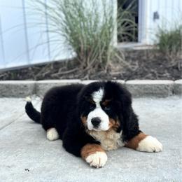 Beau - Black rust and white male Bernese Mountain Dog puppy in Mountain Grove, Missouri from CreekTop