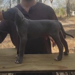 Mai - Blue female Great Dane puppy in Pollock, Louisiana from Danes Done Right