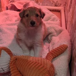 Collie Puppies from Nine Eves