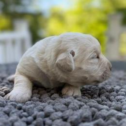 Girl 2 - Yellow female Labrador Retriever puppy in Amesbury, Massachusetts from Fox Hill Farm & K9