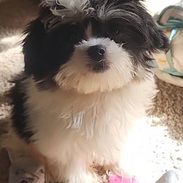 Mal-Shis, Maltese, and Shih Tzus from Natalie's Happy Fur Paw Shih-Tzues and More