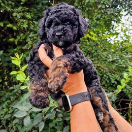 Bahama - Phantom female Goldendoodle puppy in Forest, Ohio from Mini Doodle Buddies