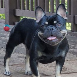 Rey - French Bulldog