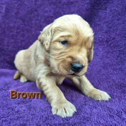 Brown - Dark golden male Golden Retriever puppy in Taft, Tennessee from McGraw's Fetching Pups