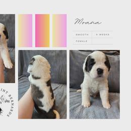 Moana - Mahogany and white female Saint Bernard puppy in Saltsburg, Pennsylvania from Loyal Ridge Saint Bernards