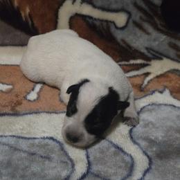 Girl 3 - Blue female Australian Cattle Dog puppy in Canton, Pennsylvania from DNB Heelers