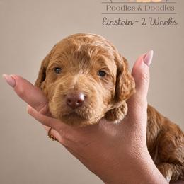 Einstein - Apricot male Goldendoodle puppy in Lake Charles, Louisiana from Perfect Fit Poodles & Doodles