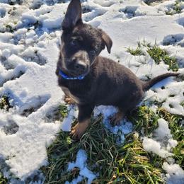 Sniper - Black and tan German Shepherd puppy in Winchester, Kentucky from Cintron K9 - del Lago Kennels