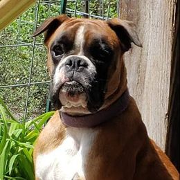 Boa - Boxer