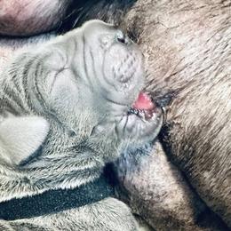 Great Danes from Ocean Blue Danes