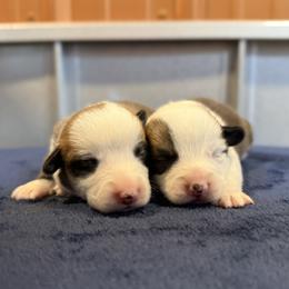 Boy 1 - White and red male Pembroke Welsh Corgi puppy in Saint Ignatius, Montana from Rustic Barn Kennels