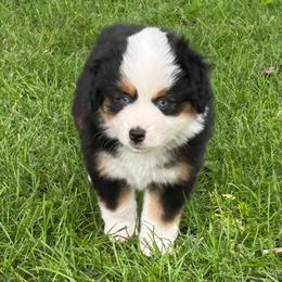 Girl 1 Poppy - Black tri female Miniature Australian Shepherd puppy in Bristow, Iowa from Pine Ridge Toy and Mini Aussies