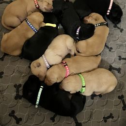 Basset Hound, Boykin Spaniel, English Cocker Spaniel, and Labrador Retriever Puppies from PARK’s Family Farm