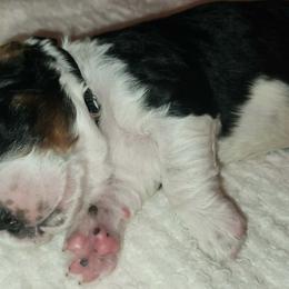 Mr Black - Black white and tan male English Springer Spaniel puppy in Montville, Connecticut from Hillside Springs Farm