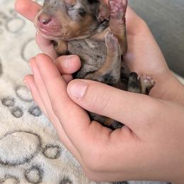Basset Hound and Dachshund Puppies from Floppy Eared Friends Miniature Dachshund and  Bassett Hounds