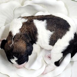 Bernedoodle Puppies from St. Louis Doodle Ranch