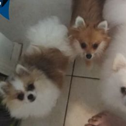 Pomeranians from Suey's Angels
