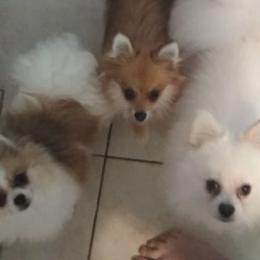 Pomeranians from Suey's Angels