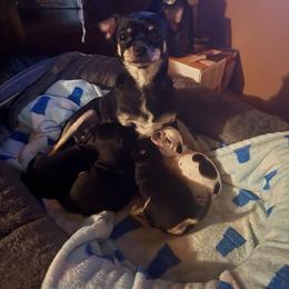 Fifi - Chihuahua