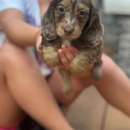 Boy 2 - Dapple male Dachshund puppy in Rio, Wisconsin from 3k Corgis and Miniature Dachshunds