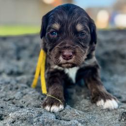 Cali (California) yellow - Phantom female Goldendoodle puppy in Twin Falls, Idaho from Magic Valley Family Doodles