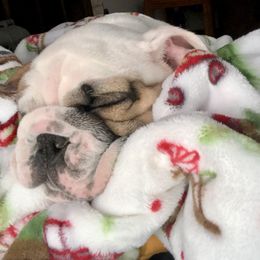 Bulldog Puppies from Farm Strong Bulldogs