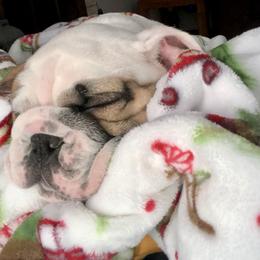 Bulldog Puppies from Farm Strong Bulldogs
