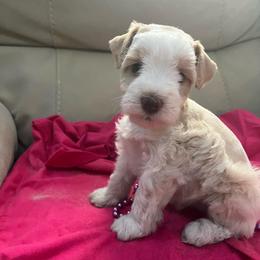 Annie - Parti female Miniature Schnauzer puppy in Norman, Oklahoma from Priscilla's Miniature Schnauzers