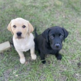 Labrador Retriever Puppies from C&E Labradors