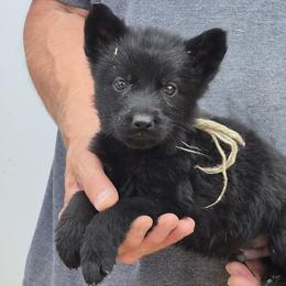 Boy 2 Mint - Black male German Shepherd puppy in Lake George, Colorado from High Country German Shepherds