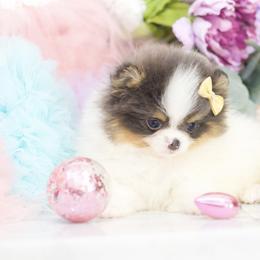 Jazzy- AKC Blue Tri - Blue parti female Pomeranian puppy in Santa Rosa, California from Cute California Poms