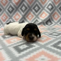 GIRL 4 - Piebald female Dachshund puppy in Hoover, Alabama from Tide Town Doxies